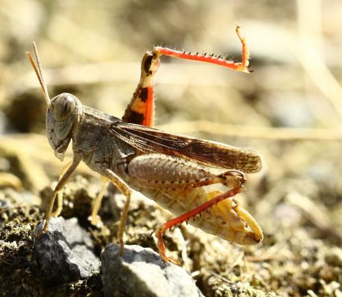 Calliptamus barbarus barbarus